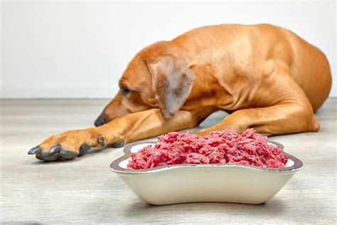 Can I Feed My Dog Ground Beef and Rice Everyday? Exploring the Myths and Realities of Canine Diets