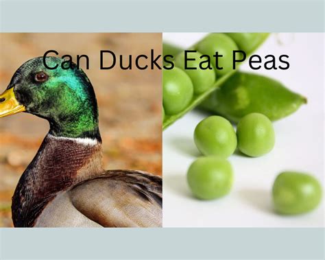 Can You Feed Ducks Frozen Peas, and Why Do They Prefer Them Over Breadcrumbs?