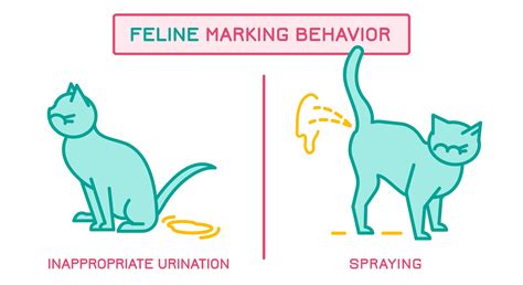 Do Female Cats Spray Like Male Cats? Exploring Feline Behavior Beyond Gender Norms