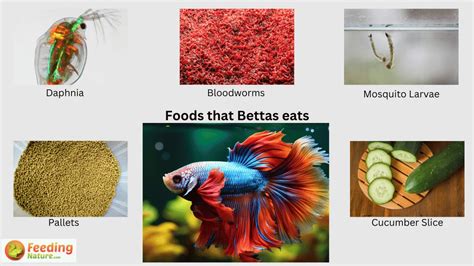 How Much Do You Feed a Beta Fish: A Dive into the Aquatic Enigma