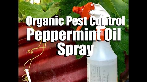 How to Make Peppermint Spray for Spiders: Aromatic Warfare or Just a Minty Myth?