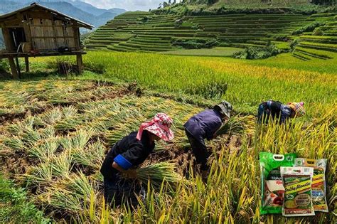  The Tremendous Tale of Vietnamese Rice:  A Journey Through Golden Grains and Timeless Traditions