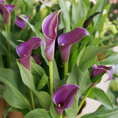 What is the Best Fertilizer for Calla Lilies? And Why Do They Sometimes Smell Like Freshly Baked Bread?