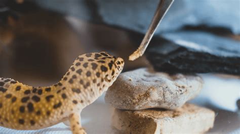 What Should I Feed My Leopard Gecko: And Why Do They Love Watching Cooking Shows?