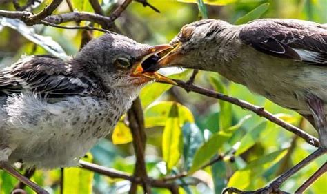 What to Feed Baby Starlings: A Journey Through Feathers and Flavors