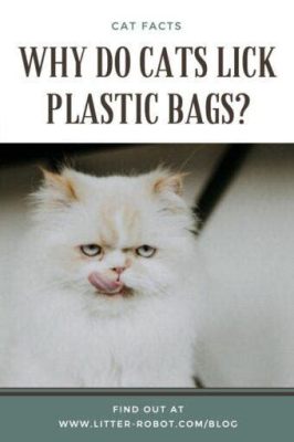 Why Do Cats Lick Plastic Bags? And Why Do They Sometimes Stare at Walls?